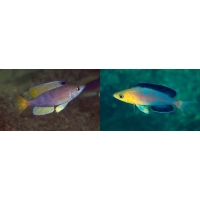 Cyprichromis Leptosoma jumbo Nkondwe 4-5cm Cyprichromis Leptosoma jumbo Nkondwe 4-5cm